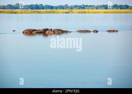 Gruppo di ippopotami che oziano nel fiume Zambesi, Zambia Foto Stock