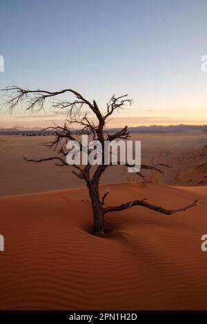 Albero solitario morto, Namibia Foto Stock