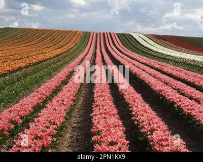 Mare di ​​flowers da tulipani fioriti colorati con onde Foto Stock