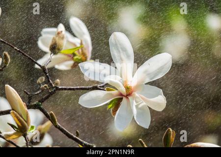 Bella magnolia bianca fiori sotto la pioggia. Splendida scena primaverile Foto Stock