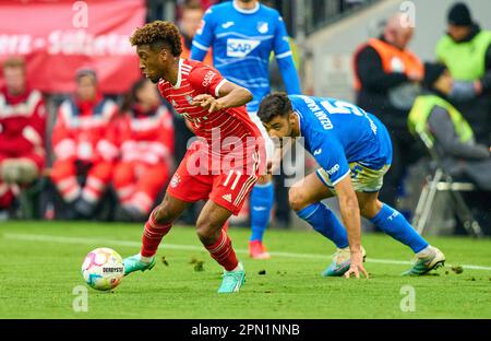 Kingsley Coman, FCB 11 competere per la palla, affrontare, duello, header, zweikampf, Azione, lotta contro Ozan Kabak, Hoff 5 nella partita FC BAYERN MUENCHEN - TSG 1899 HOFFENHEIM 1-1 1.German Football League il 15 aprile 2023 a Monaco di Baviera, Germania. Stagione 2022/2023, giorno 28, 1.Bundesliga, FCB, BVB, München, 28.Spieltag. © Peter Schatz / Alamy Live News - LE NORMATIVE DFL VIETANO L'USO DELLE FOTOGRAFIE come SEQUENZE DI IMMAGINI e/o QUASI-VIDEO - Foto Stock