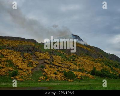 Gola gialla che brucia in un incendio nel bosco sul sedile arthurs, l'iconica collina vicino a Edimburgo, la capitale della Scozia. Foto Stock