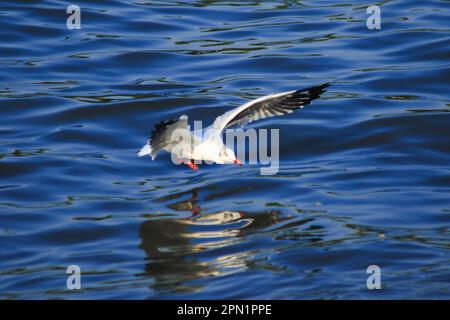 I gabbiani che volano sul mare , vivendo insieme in un grande gruppo è un uccello delle zone umide lungo la costa Foto Stock