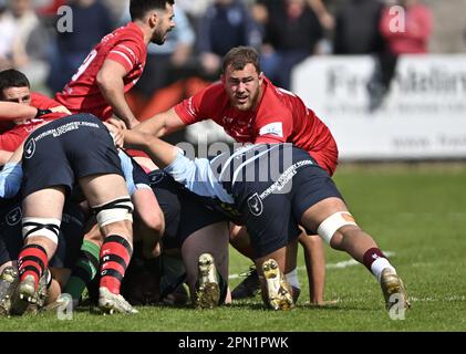 Bedford, Regno Unito. 15th Apr, 2023. Campionato di rugby RFU. Bedford Blues V Jersey Reds. Campo da rugby Bedford Blues. Bedford. Max Argyle (Jersey) alla mischia durante la partita di rugby del Bedford Blues V Jersey Reds RFU Championship. Credit: Sport in Pictures/Alamy Live News Foto Stock