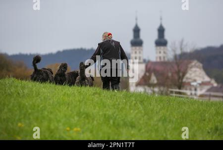 Rechtenstein, Germania. 16th Apr, 2023. Una donna cammina con i suoi tre cani su un prato. Sullo sfondo si possono vedere le torri della chiesa del Minster di San Peter e Paul di Obermarchtal Credit: Thomas Warnack/dpa/Alamy Live News Foto Stock