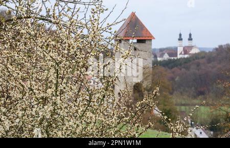 Rechtenstein, Germania. 16th Apr, 2023. Ammira attraverso un albero fiorito fino alla torre delle rovine del castello di Rechtenstein. Sullo sfondo si possono vedere le torri della chiesa del Minster di San Peter e Paul di Obermarchtal Credit: Thomas Warnack/dpa/Alamy Live News Foto Stock