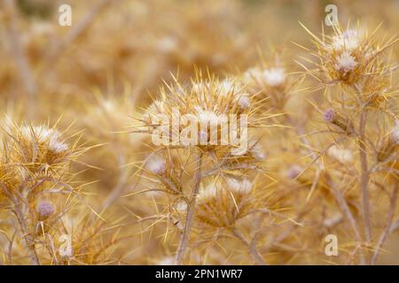 Pianta secca del cardo. Eryngium monocephalum, pianta di fioritura secca del cardo. Ramo asciutto con punte. ramo dorato spinoso Foto Stock