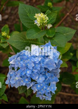 Vista in primo piano del colorato gruppo blu e bianco di fiori di ortensia macrofila fiorire all'aperto in giardino Foto Stock