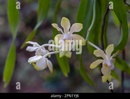 Primo piano vista di delicato giallo e bianco vanda denisoniana orchidea epifitica specie fiori fioritura all'aperto su sfondo naturale Foto Stock