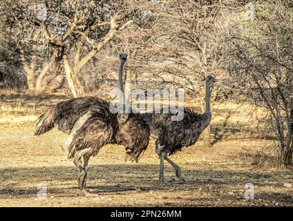 Giovane struzzo visualizzazione e camminare con un altro. Foto Stock