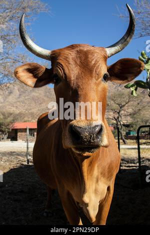 Una mucca incrociata Jersey/Boran con corna lunghe rivolte verso la telecamera. Foto Stock