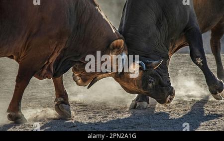 I tori di Boran Jersey Cross testa a testa Foto Stock