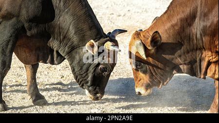 I tori di Boran Jersey Cross testa a testa Foto Stock