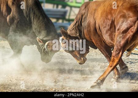 I tori di Boran Jersey Cross testa a testa Foto Stock