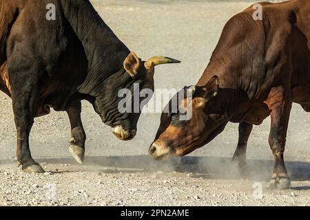 I tori di Boran Jersey Cross testa a testa Foto Stock