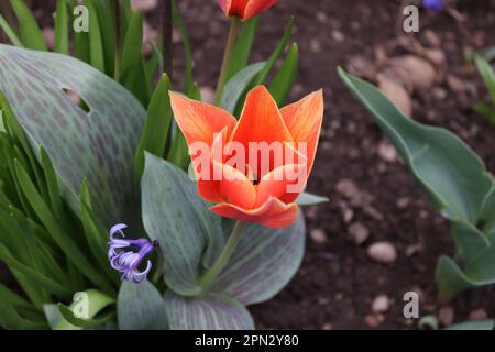 Un bouquet di piccoli tulipani rossi trovato in un ambiente locale Foto Stock