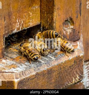 Una popolosa colonia di api mellifere occidentali, conosciuta come Apis mellifera, può essere vista entrare ed uscire dal loro alveare di legno con collaborazione e lavoro di squadra. Foto Stock