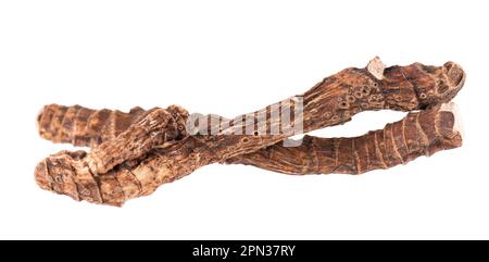 Radice di Calamus isolata su sfondo bianco. Bandiera dolce, zoppa o radice di muskrat, vasambu. Radice secca di Acorus calamus Foto Stock