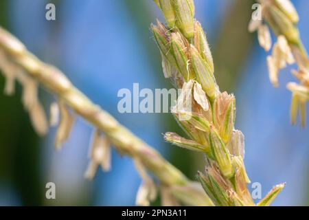 Nappina di mais con grani di polline. Impollinazione, coltivazione del grano e concetto di agricoltura. Foto Stock