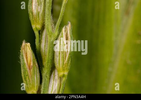 Nappina di mais con grani di polline. Impollinazione, coltivazione del grano e concetto di agricoltura. Foto Stock