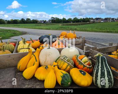 Zucche su un carrello di legno in campagna dai Paesi Bassi Foto Stock