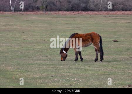 Pony della Brown New Forest che pascolano su un terreno aperto con alberi dietro, rivolti a sinistra Foto Stock