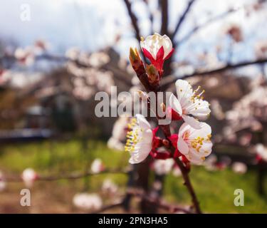 giardino di mele in piena fioritura. twig closeup su sfondo rurale Foto Stock