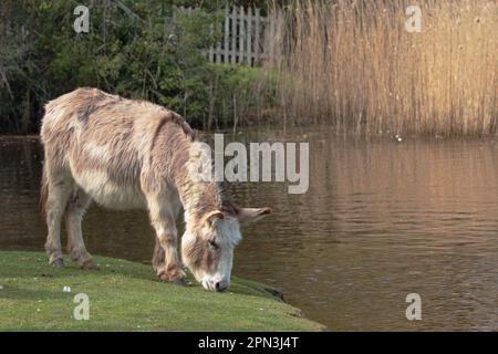 Un asino marrone e bianco che dà da mangiare accanto al lago nel villaggio di Beaulieu, di fronte a destra Foto Stock