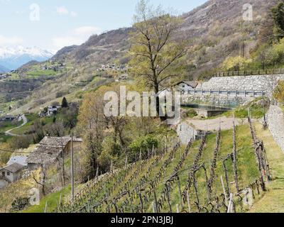 Ripido vigneto con muro di pietra incastonato in un paesaggio alpino con alpi innevate in lontananza, vicino a Nus in Valle d'Aosta, Italia Foto Stock