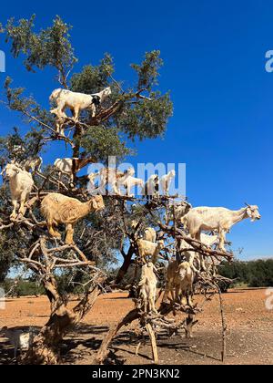 Marocco, Africa: Capre su un albero di argan che mangiano i suoi frutti nella pianura di argan tra Marrakech e Essaouira Foto Stock