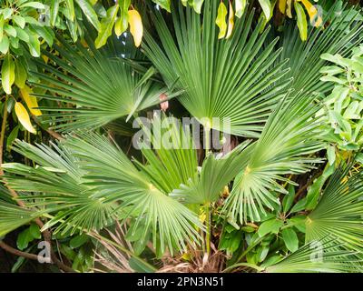 Fogliame rigido e resistente al vento del palmo a ventaglio compatto, trachycarpus fortunei x wagnerianus Foto Stock