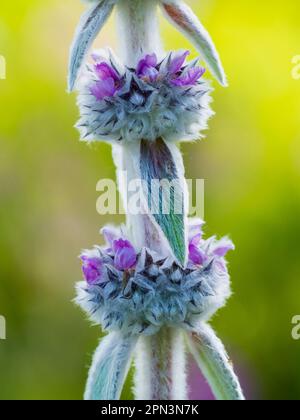 Primo piano della punta di fiore dell'agnello perenne dalle foglie d'argento, Stachys byzantina Foto Stock