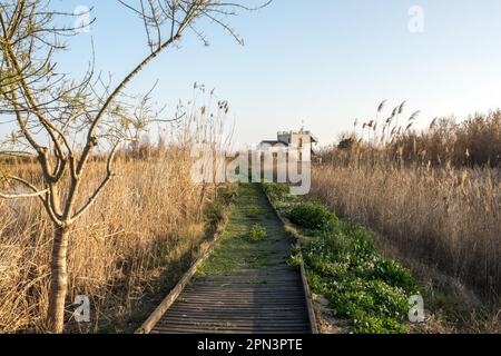 Tancat de la Pipa Albufera Valencia, giro turistico. Antico campo di riso trasformato in una riserva naturale. Ecosistema di specie autoctone Foto Stock