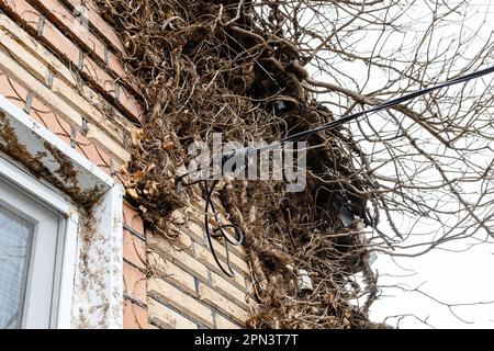 fili elettrici strung in rami di edera su muro di casa del villaggio Foto Stock