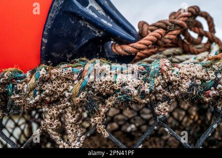 Vecchi barnacoli su una rete di pentola di aragosta con una boa della nave sullo sfondo. Concetto Brexit, industria della pesca britannica, economia britannica. Colore primo piano. Foto Stock