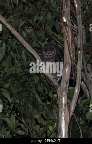 Grande gufo (Tito tenebricosa tenebricosa) adulto arroccato in albero di notte sud-est Queensland, Australia Marzo Foto Stock