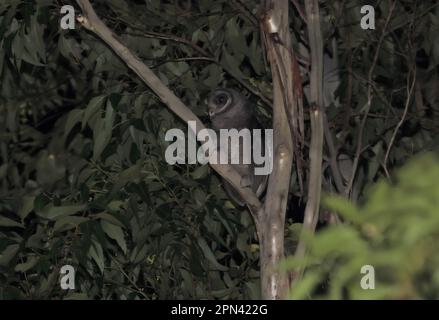 Grande gufo (Tito tenebricosa tenebricosa) adulto arroccato in albero di notte sud-est Queensland, Australia Marzo Foto Stock