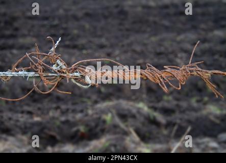 Vecchio e nuovo: Filo spinato arrugginito e filo di acciaio inossidabile Foto Stock