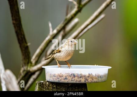 collo passero vicino all'alimentatore Foto Stock