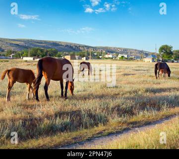 Cavallo con piccolo puledro in pascolo preirie (vicino a Kazantip riserva, Crimea, Ucraina). Foto Stock