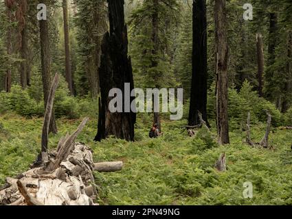 Falle spesse e alberi bruciati fiancheggiano escursioni Backpacker a Yosemite Foto Stock