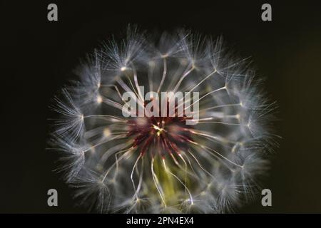 Primo piano verticale di una palla comune cannone dente di leone con i semi lanuginosi di lsus per soffiare e fare un fiore desiderio e la fotografia della natura per lo stock Foto Stock