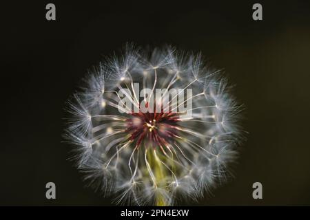 Primo piano verticale di una palla comune cannone dente di leone con i semi lanuginosi di lsus per soffiare e fare un fiore desiderio e la fotografia della natura per lo stock Foto Stock