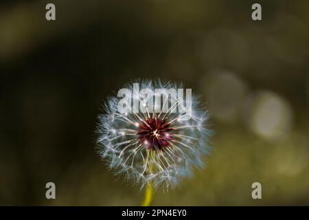 Primo piano verticale di una palla comune cannone dente di leone con i semi lanuginosi di lsus per soffiare e fare un fiore desiderio e la fotografia della natura per lo stock Foto Stock