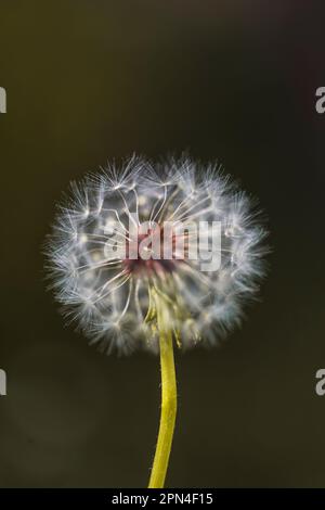 Primo piano verticale di una palla comune cannone dente di leone con i semi lanuginosi di lsus per soffiare e fare un fiore desiderio e la fotografia della natura per lo stock Foto Stock