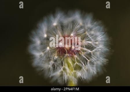 Primo piano verticale di una palla comune cannone dente di leone con i semi lanuginosi di lsus per soffiare e fare un fiore desiderio e la fotografia della natura per lo stock Foto Stock