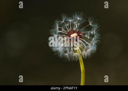 Primo piano verticale di una palla comune cannone dente di leone con i semi lanuginosi di lsus per soffiare e fare un fiore desiderio e la fotografia della natura per lo stock Foto Stock