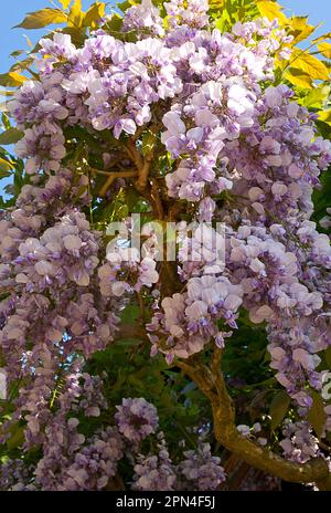 Wisteria sinensis a cascata su cottage paese, Inghilterra Foto Stock