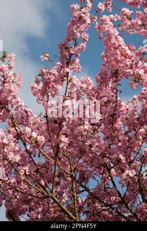 Fiore di ciliegia primaverile (accolade di prunus), Surrey, Inghilterra Foto Stock