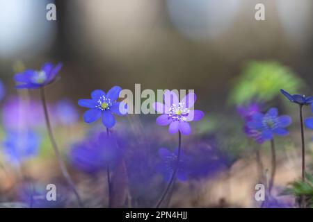 Fiori hepatica che fioriscono nella foresta all'inizio della primavera. Fiori primaverili hepatica nobilis, bellissimo sfondo floreale. Messa a fuoco selettiva. Foto Stock